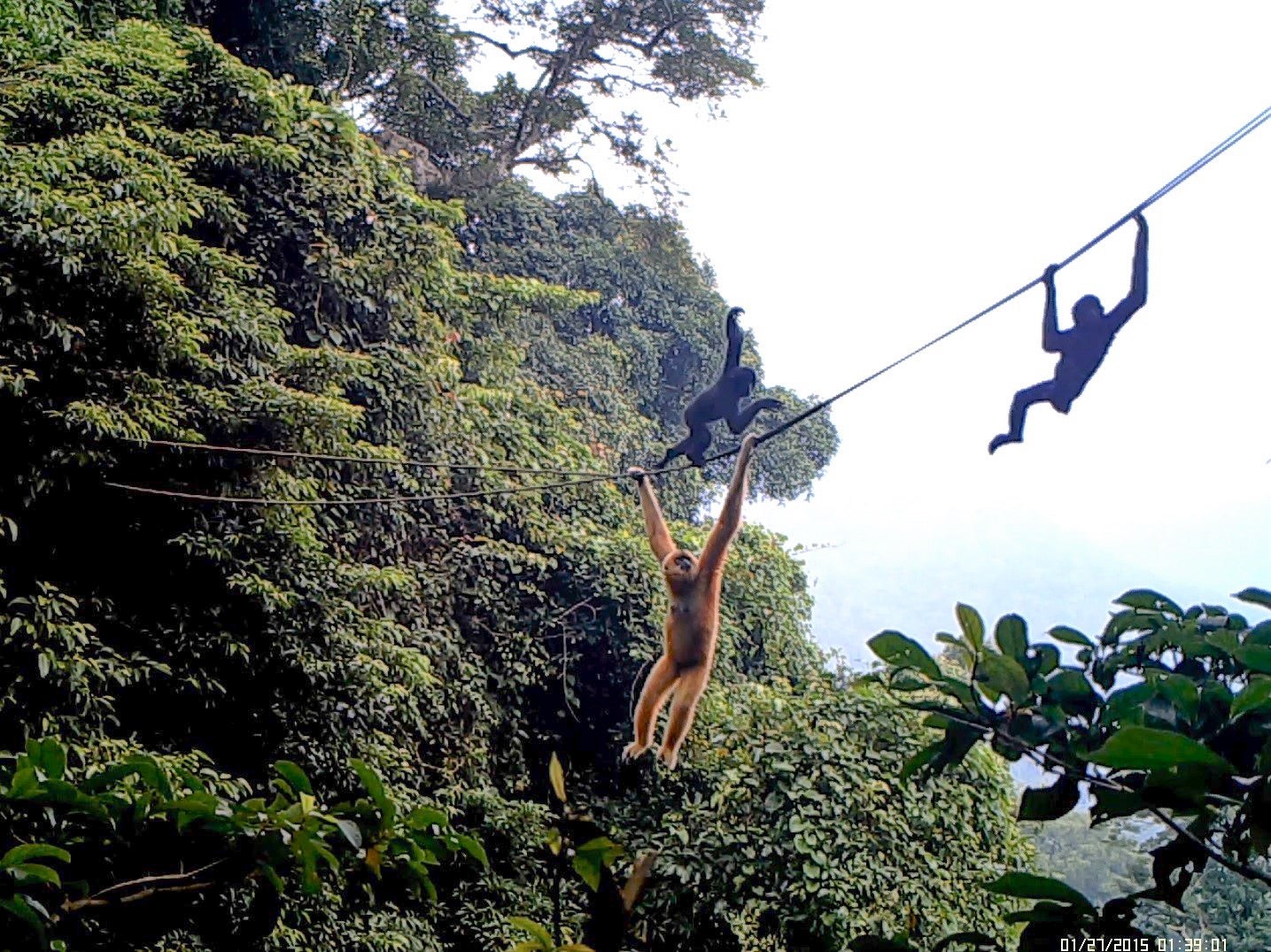 Rain Forest Canopy Bridges Aid Slow Lorises, Gibbons and Other
